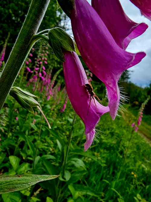 Ingezoomde foto van een spin op een paarse bloem
