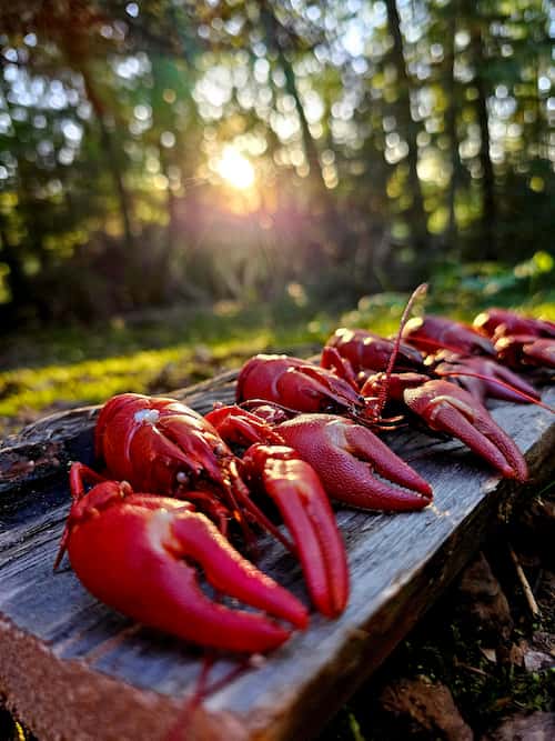 Vers gevangen rivierkreeften op een houten plank in het bos bij zonsondergang.