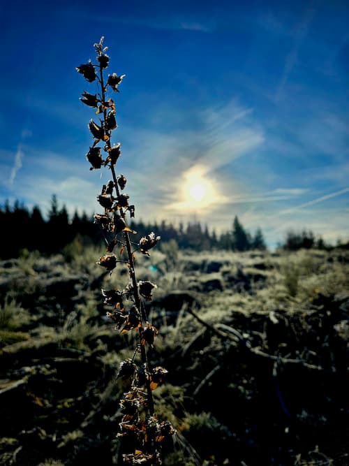 Een bevroren plant vangt de ochtendzon in een koud wildernislandschap.